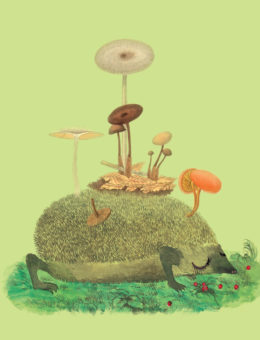 HDG1-mushroom-hedgehog-masha-dyans-watercolor-greeting-card